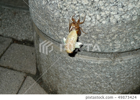 Emergence of cicada 49873424