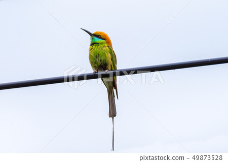 A beautiful bird Chestnut headed Bee eater 49873528
