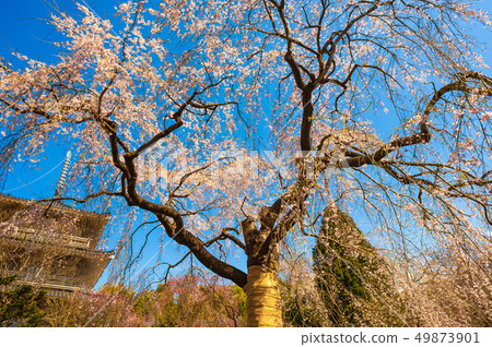 Josenji的垂枝櫻花 49873901