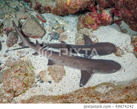 白鰭礁鯊 49874242