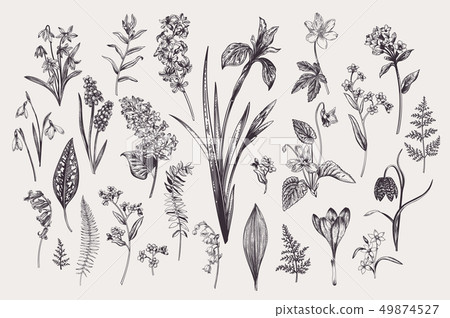 Set with spring  flowers. Set with spring  flowers. 49874527