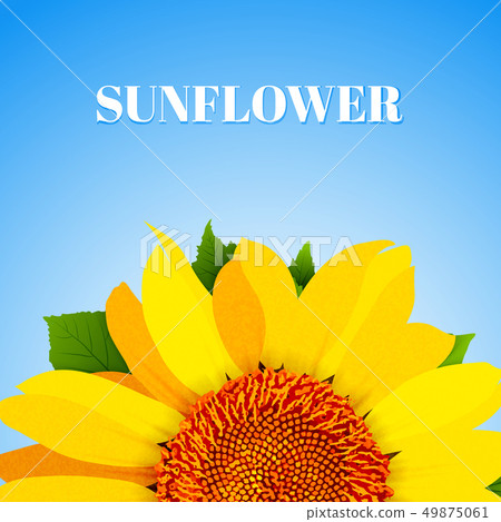 Sunflower on blue background vector 49875061
