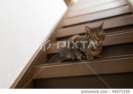 stair, staircase, stairway 49875298