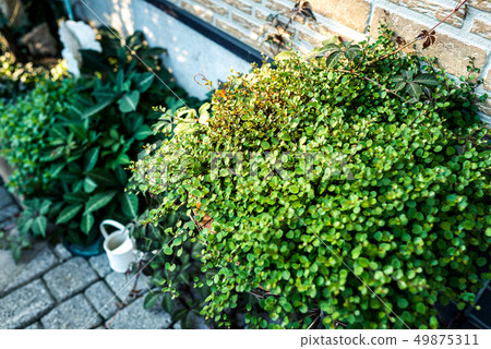 Stylish garden, external structure 49875311