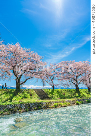 A row of cherry blossom trees along the clear stream along the spring of Toyama Prefecture 49875580