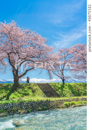 A row of cherry blossom trees along the clear stream along the spring of Toyama Prefecture 49875581