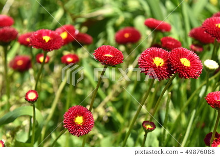 Daisy (daisy chrysanthemum) Daisy (daisy chrysanthemum) 49876088