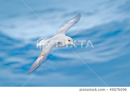 Northern Fulmar, Fulmarus glacialis, white bird Northern Fulmar, Fulmarus glacialis, white bird 49876096