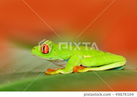 Red-eyed Tree Frog, Agalychnis callidryas 49876104