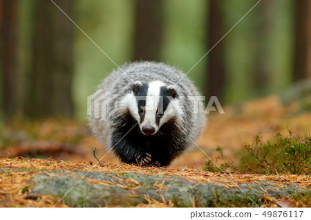 Badger in forest, animal in nature habitat Badger in forest, animal in nature habitat 49876117