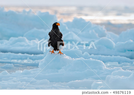 Steller's sea eagle, Haliaeetus pelagicus Steller's sea eagle, Haliaeetus pelagicus 49876119