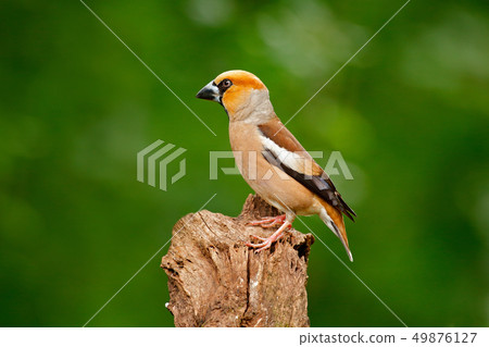 Hawfinch, Coccothraustes coccothraustes 49876127