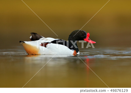 Common Shelduck, Tadorna tadorna on the surface Common Shelduck, Tadorna tadorna on the surface 49876129