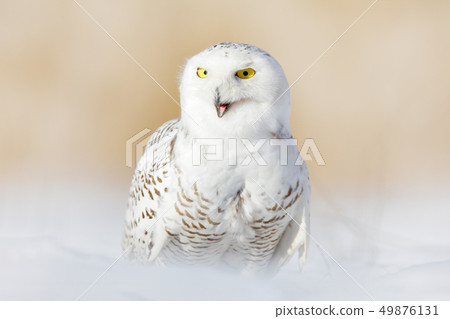 Snowy owl, Nyctea scandiaca, rare bird on snow 49876131