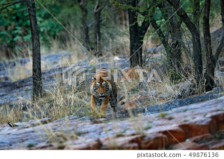 Indian tiger, wild dangerous animal in nature Indian tiger, wild dangerous animal in nature 49876136