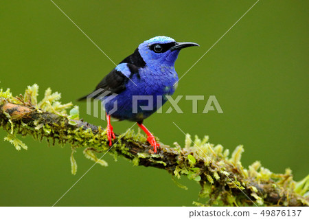Red-legged Honeycreeper, Cyanerpes cyaneus 49876137