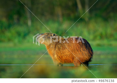 Capybara, Hydrochoerus hydrochaeris 49876138