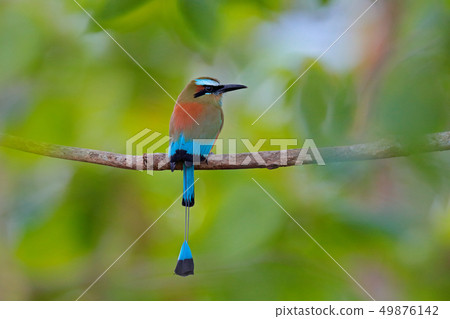 Turquise-browed Motmot, Eumomota superciliosa 49876142