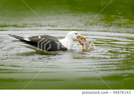 Kelp Gull, Larus dominicanus, water bird 49876143