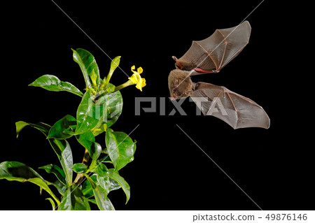 Orange nectar bat, Lonchophylla robusta 49876146