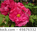 Shanlin Creek Peony 49876332