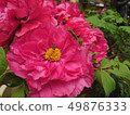Shanlin Creek Peony 49876333