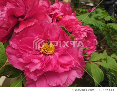Shanlin Creek Peony 49876333