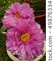 Shanlin Creek Peony 49876334