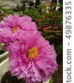 Shanlin Creek Peony 49876335