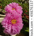 Shanlin Creek Peony 49876337