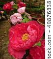 Shanlin Creek Peony 49876338