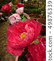 Shanlin Creek Peony 49876339