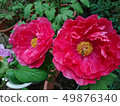 Shanlin Creek Peony 49876340