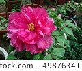 Shanlin Creek Peony 49876341