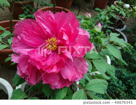 Shanlin Creek Peony Shanlin Creek Peony 49876341