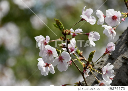 盛開的櫻花公園 49876373