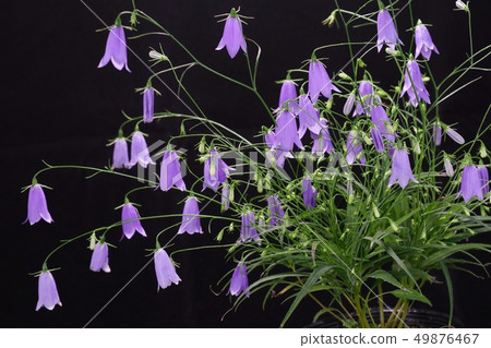 Iwashajin Black Background Light Blue Flower 49876467