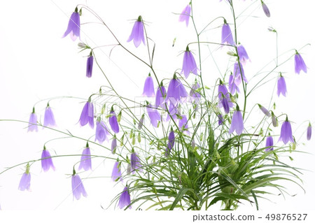 Iwashajin White Background Wildflowers Iwashajin White Background Wildflowers 49876527