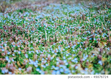 Persian speedwell 49876724