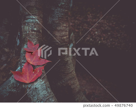 Dry red maple leaves on an old tree stump. Dry red maple leaves on an old tree stump. 49876740
