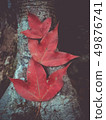 Dry red maple leaves on an old tree stump. 49876741