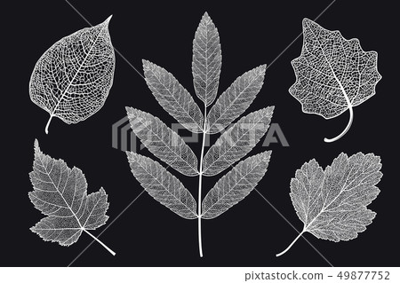Vector set of skeletonized leaves on a black background 49877752