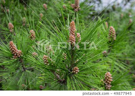 Scots pine - Pinus sylvestris in Sochi Dendrarium. Closeup of cones. Scots pine - Pinus sylvestris in Sochi Dendrarium. Closeup of cones. 49877945