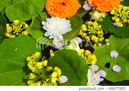 Petals, leaves (Hanatomizu) floating on the water (Kai foot temple (seisojiji) / 256, Yazu, Kawasu-cho, Shizuoka Prefecture) Petals, leaves (Hanatomizu) floating on the water (Kai foot temple (seisojiji) / 256, Yazu, Kawasu-cho, Shizuoka Prefecture) 49877985