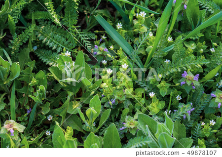 Small spring meadow flowers of white and purple 49878107