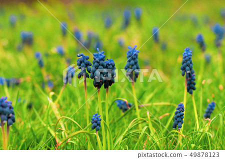 Blue flower grape hyacinth among grass and wild 49878123