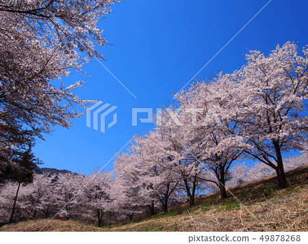 埼玉縣Torayama Senbonzakura / Higashichichibu村 49878268