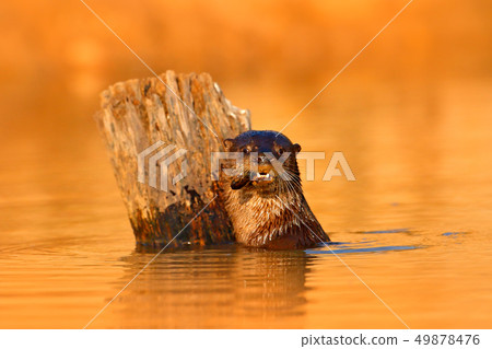 Portrait of Giant Otter, Pteronura brasiliensis 49878476