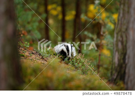 Badger in forest, animal in nature habitat Badger in forest, animal in nature habitat 49878478