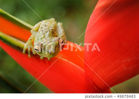 Red-webbed Tree Frog, Hypsiboas rufitelus 49878483
